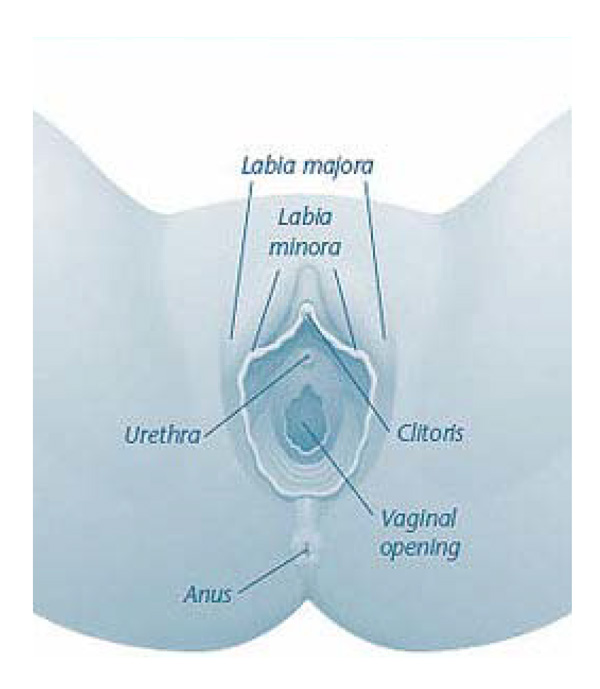 External female genitals illustration